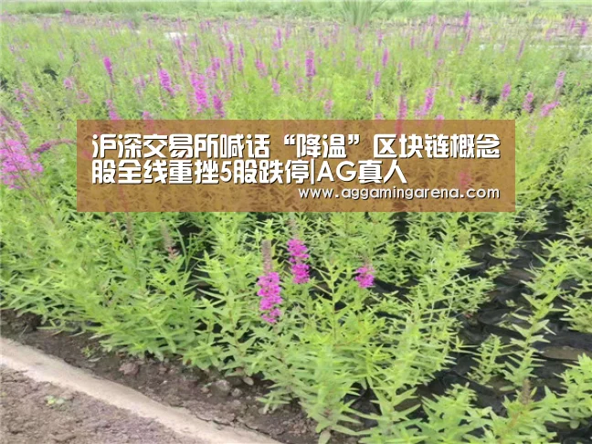 沪深交易所喊话“降温”区块链概念股全线重挫5股跌停|AG真人(图2) AG真人